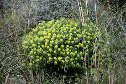 Euphorbia bivonae / Euforbia di Bivona